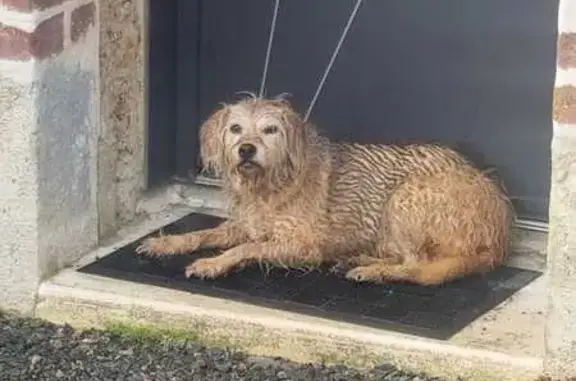 Chien perdu à la Tertinière - photo