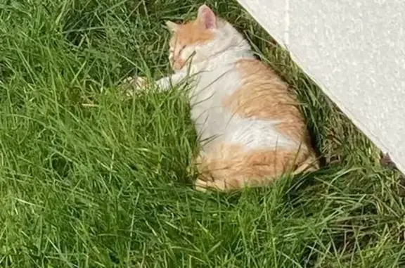 Chat boiteux marron/blanc trouvé - photo