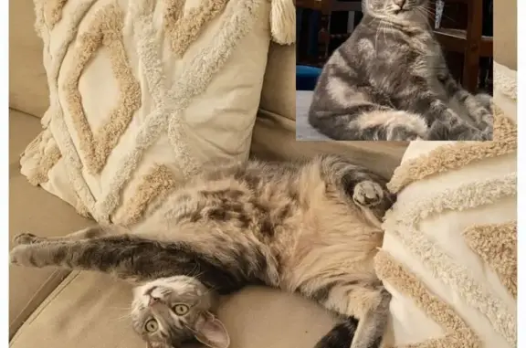 Chat perdu, Yenne, photo: Topaze, chat gris tigré, perdu