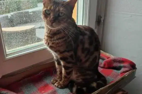 Chat perdu, , photo: Chat Bengal perdu au Bono