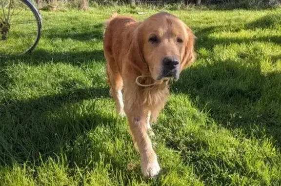 Chien roux nommé Django trouvé - photo