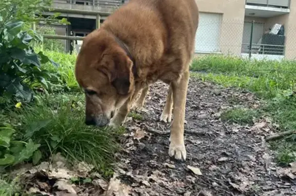 Labrador âgé trouvé à Saint-Paul - photo