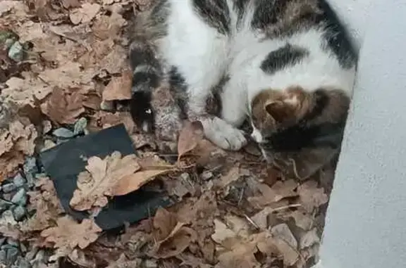 Chat blessé trouvé à La Rebouchonnière - photo