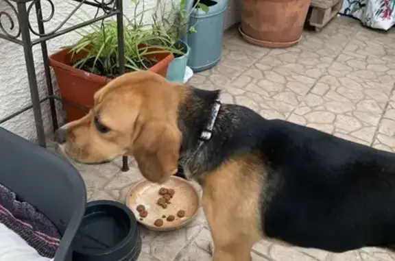 Animaux trouvés La Ferté-Milon, photo: Chien perdu à La Ferté-Milon