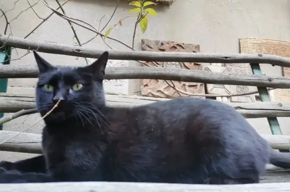 Lost Black Cat in Johannesburg - Help Find Her!