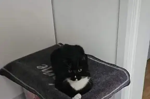 Lost Cat Toby: Black & White, Friendly - Help!