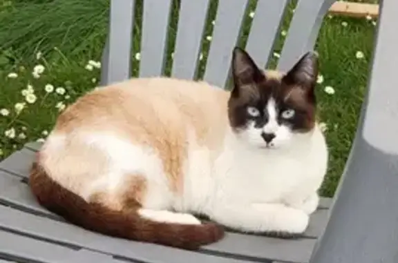 Animaux perdus Serres-Castet, photo: Chat perdu: Européen siamois, 2 ans