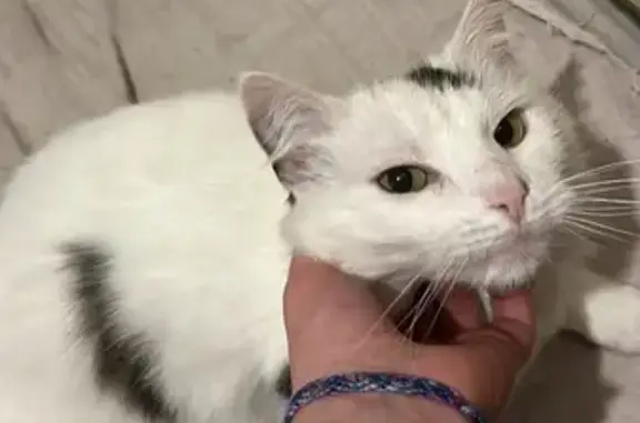 Animaux perdus Verdun, photo: Chat blanc perdu, collier rouge
