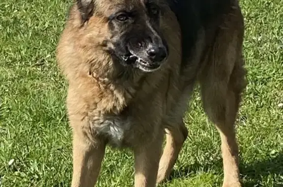 Chien perdu Saint-Pryvé-Saint-Mesmin, photo : Berger Allemand Perdu à Olivet