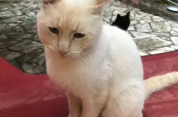 Animaux perdus , photo: Chat fauve tatoué perdu à Nohant