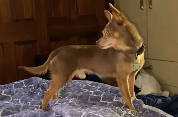 Lost Chihuahua: Big Mac, 6lbs, Distinct Marks!