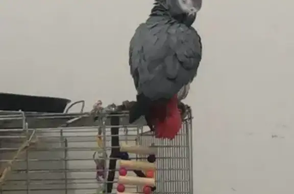 Missing African Grey: Male, Gr...