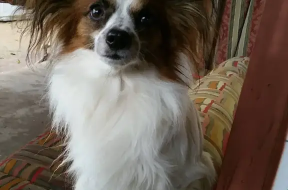 Lost Papillon Dog - White/Brown, Tucson Area!