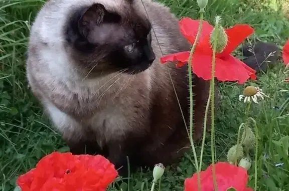Animaux perdus Gourdon, photo: Chat siamois âgé perdu à Gourdon