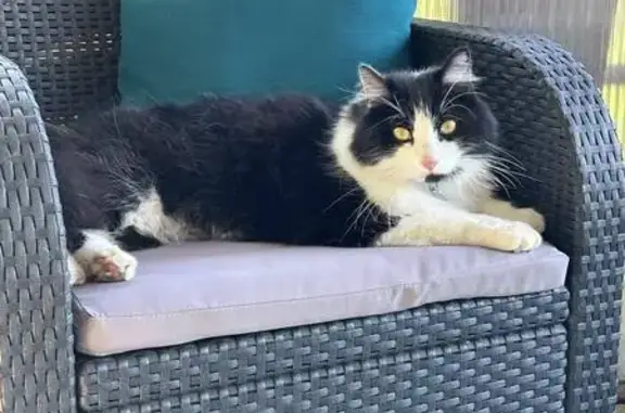 Chat perdu, Trouy, photo: Chat noir et blanc perdu - Trouy