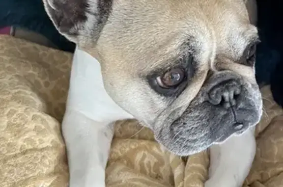 Chien perdu Frontignan, photo : Bouledogue perdu, patte blessée