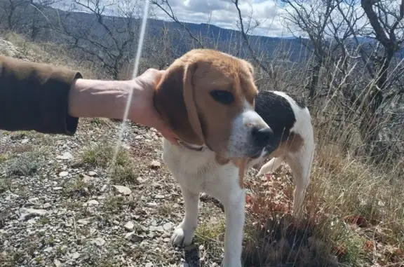 Chien mâle perdu à Montbrun - photo