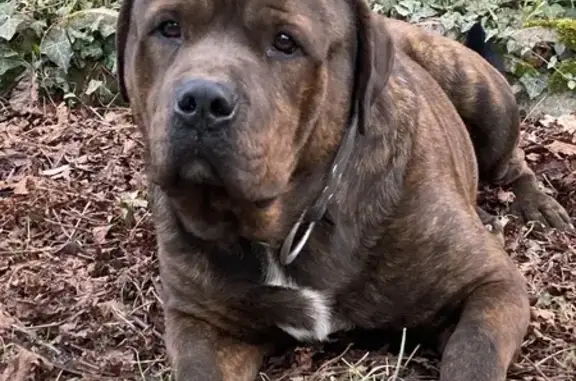 Chien perdu , photo : Chien perdu entre Bray et Bordes