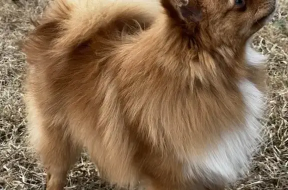 Lost Pomeranian: OSO, Gold & White - Help Find Him!