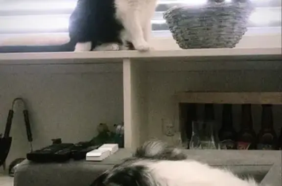 Chat perdu, Le Mans, photo: Chat bicolore et enrobé perdu, Mimi