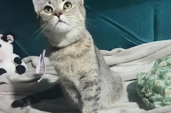 Chat perdu, , photo: Chaton tigré perdu à Frontenas