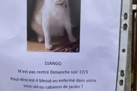 Chat perdu, Conflans-Sainte-Honorine, photo: Chat roux-blanc perdu à Conflans