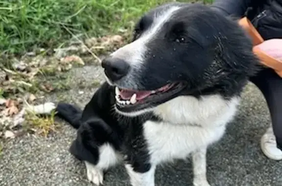 Border Collie gentil trouvé - photo
