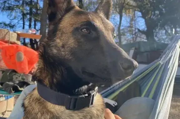 Animaux perdus , photo: Sallya, Malinois perdue - Pucée