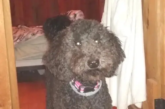 Lost Poodle Luna: Black, Pink Collar - Call Now!