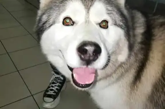 Husky Nouchka perdu - Puce obsolète - photo