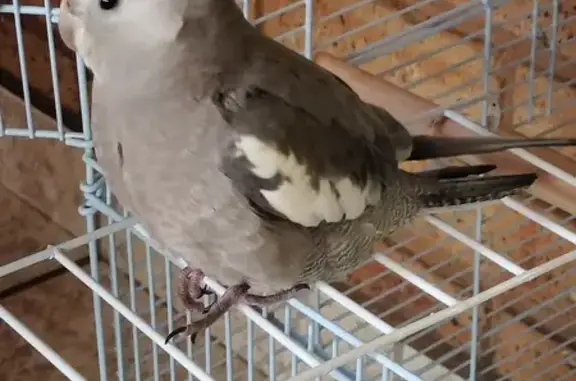 Lost Grey Cockatiel in Krugersdorp - Help!