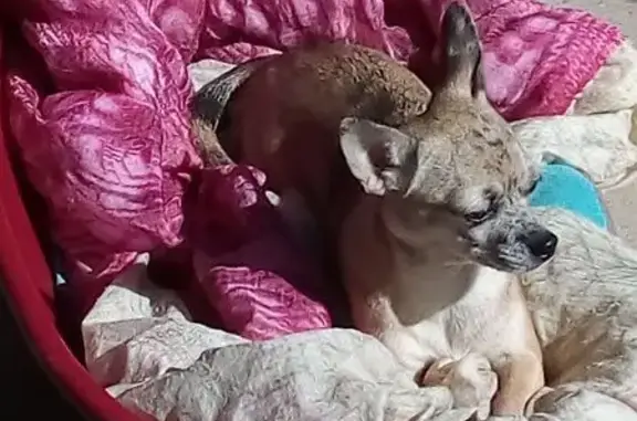 Chien perdu , photo : Chien Rubis perdu - Mardeuil