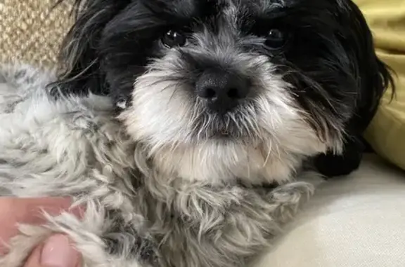 Lost Shih Tzu-Poodle Mix Near Kingston! Call Now!