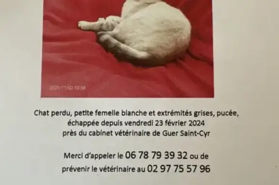 Chatte blanche perdue près de Guer - photo