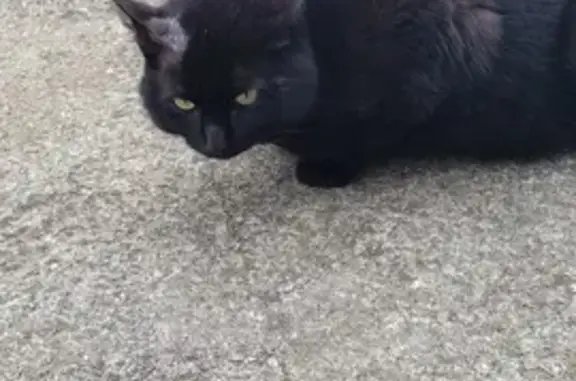 Chat noir blessé apparaît à Ozeville - photo