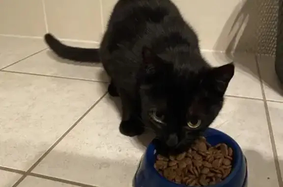 Animaux trouvés , photo: Chatte noire maigre retrouvée