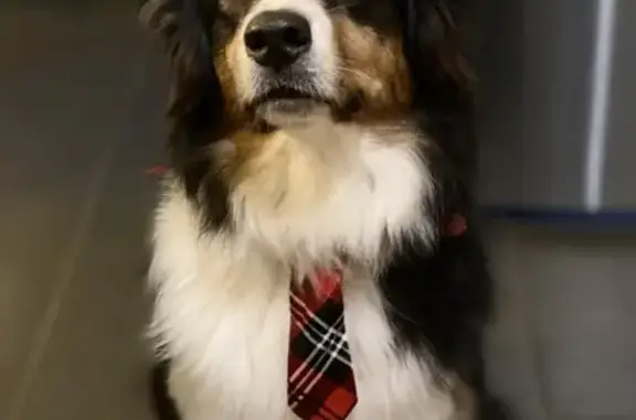 Chien perdu San-Nicolao, photo : Berger Australien Perdu #613