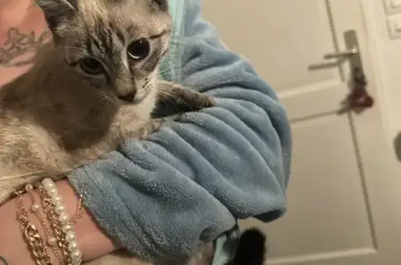 Chat siamois trouvé à Rouffiac - photo