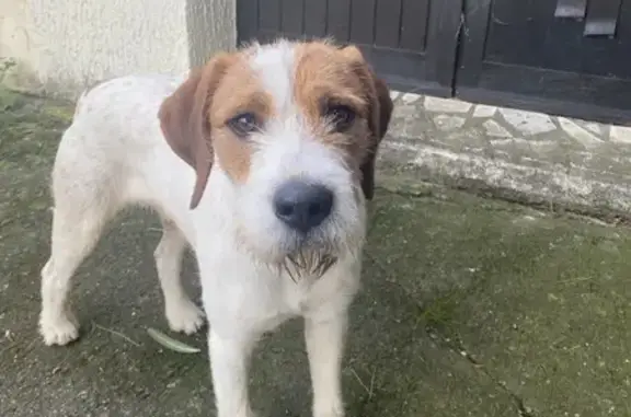 Chien blanc/marron trouvé à Florensac - photo