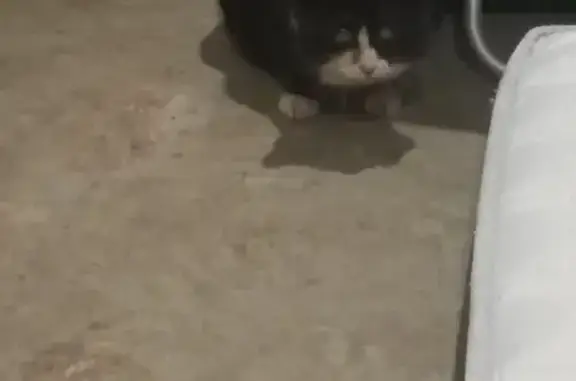 Chat noir et blanc perdu - photo