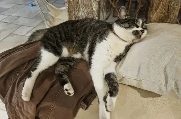 Animaux perdus , photo: Chat tigré/blanc perdu à Alliancelles
