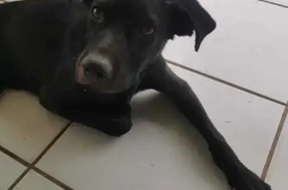 Unau, chien sans queue perdu - photo