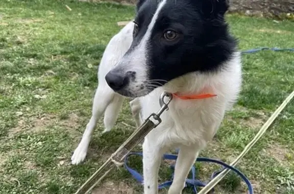 Animaux trouvés , photo: Border Collie perdu à Saint-Didier