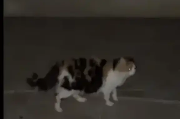 Chatte gestante et ami noir trouvés - photo