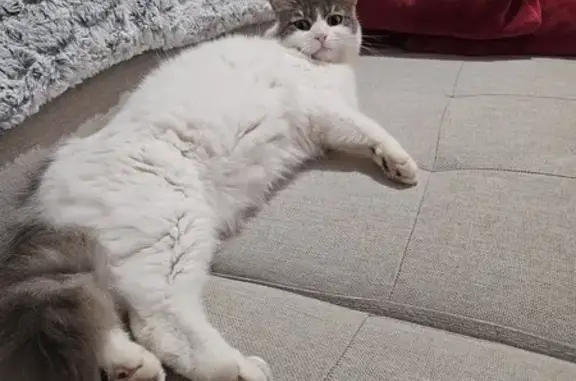 Animaux perdus Maureilhan, photo: Chat blanc et gris perdu