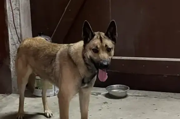 Animaux trouvés Romenay, photo: Chienne Malinois perdue à Romenay
