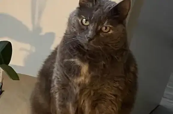 Chat perdu, Bordeaux, photo: Chatte âgée disparue à Bordeaux