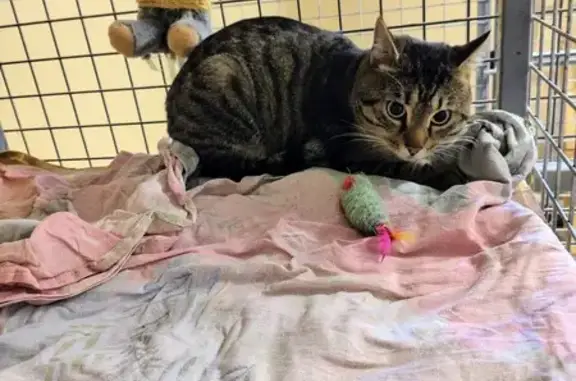 Chat tigré perdu trouvé à Laon - photo