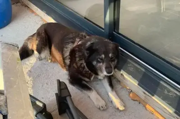 Animaux perdus Lucinges, photo: Husky croisé disparu à Lucinges