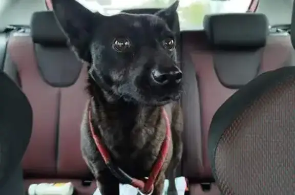Animaux trouvés Frévent, photo: Chien perdu à Frévent retrouvé